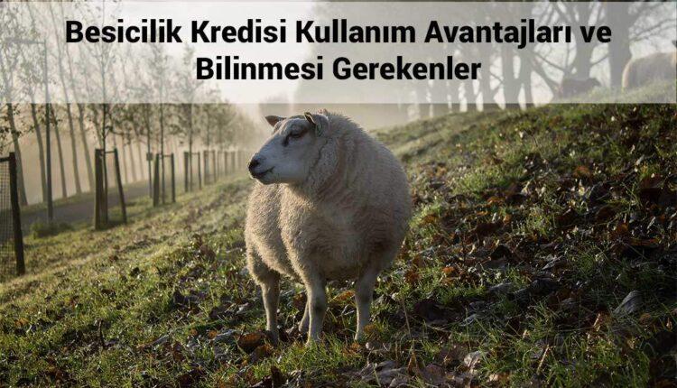 Besicilik Kredisi ve Avantajları
